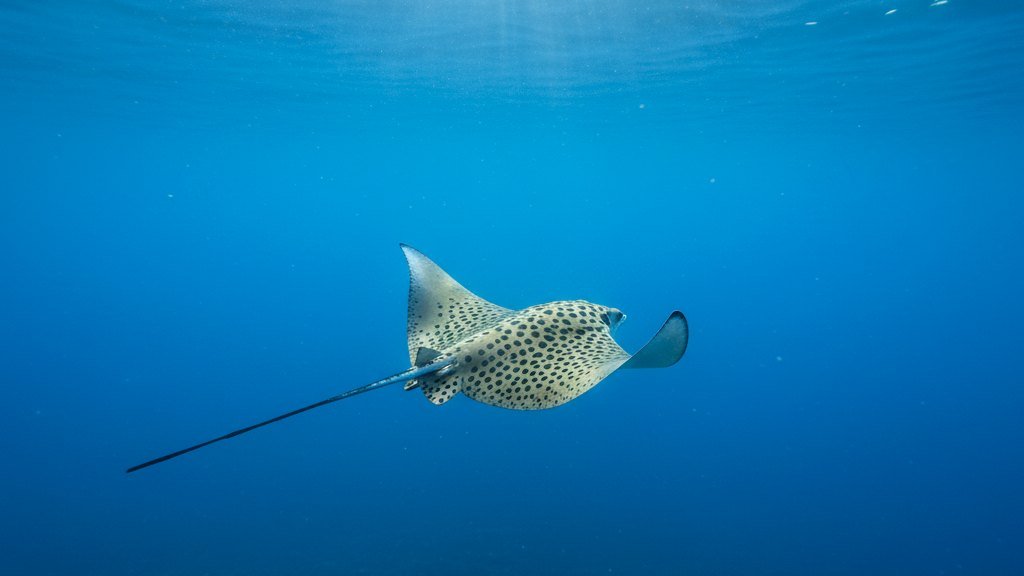 Catalina Islands 2-Tank Dive Costa Rica