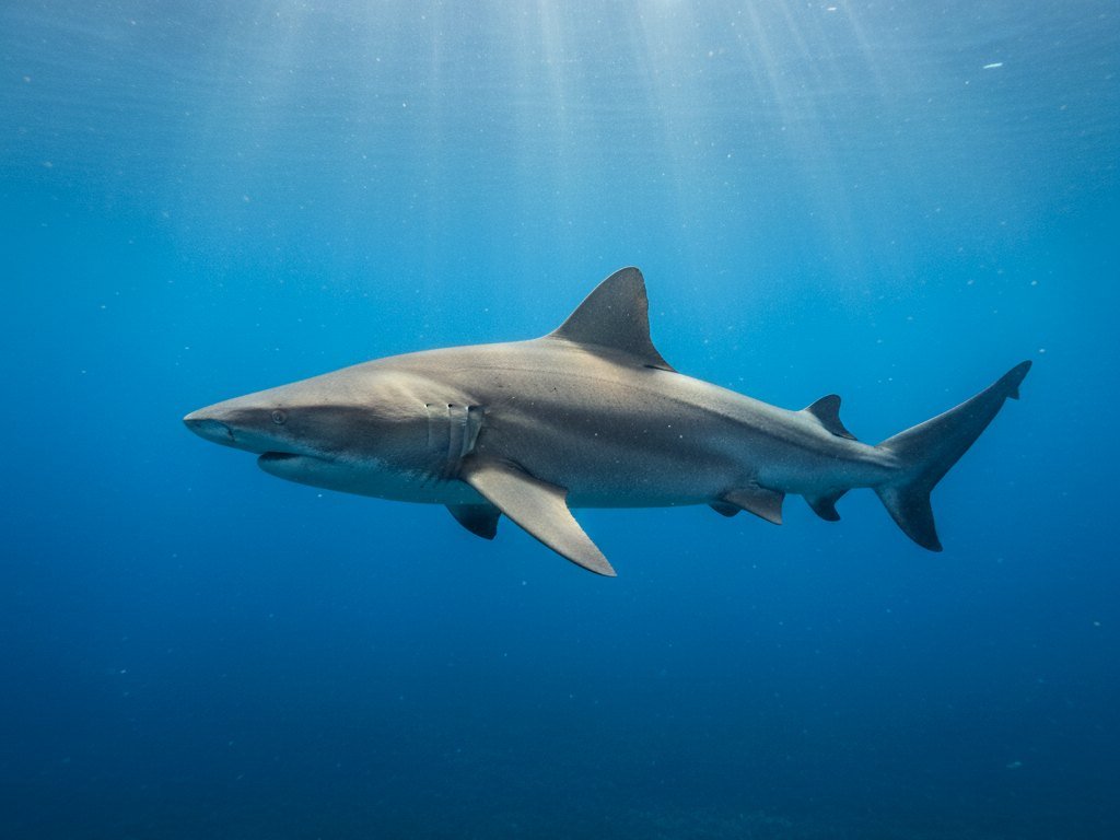Bat Islands Bull Shark Dive Costa Rica