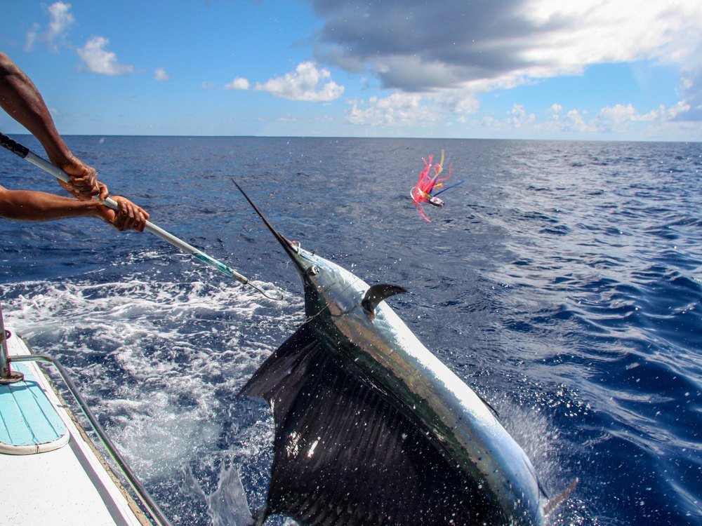 Black Marlin - Costa Rica deep sea fishing target species