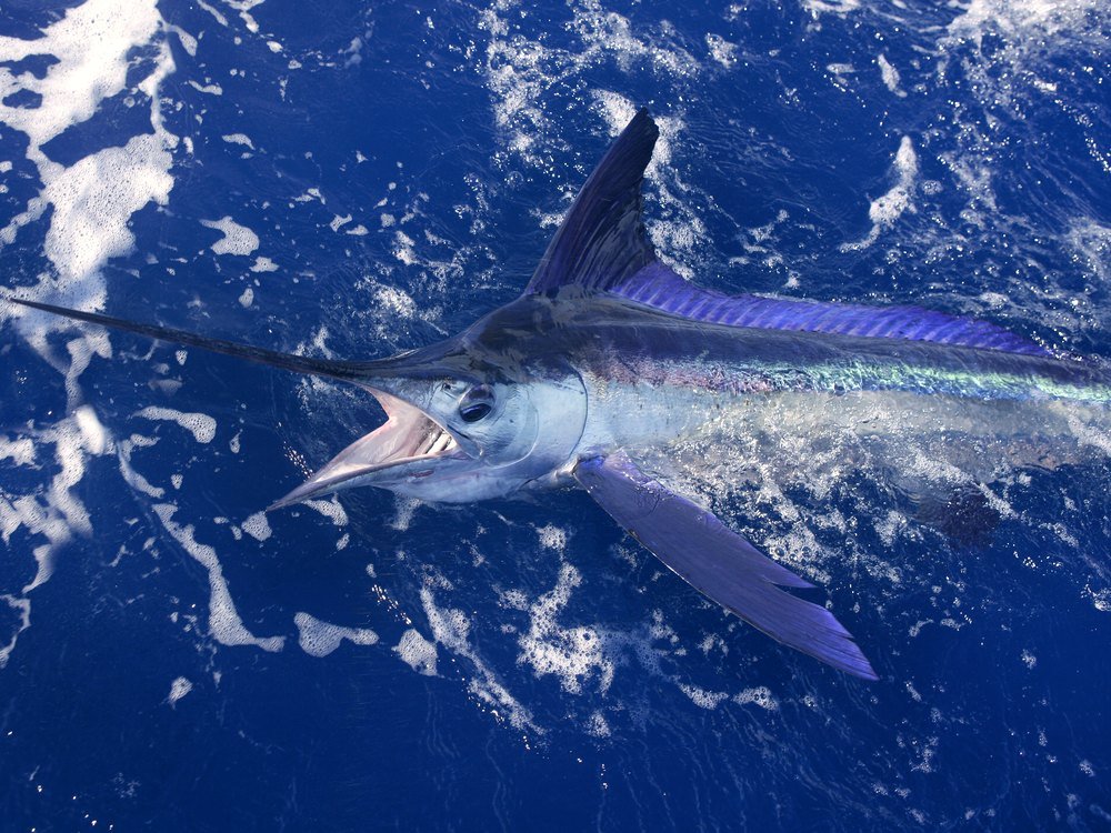 Blue Marlin - Costa Rica deep sea fishing target species