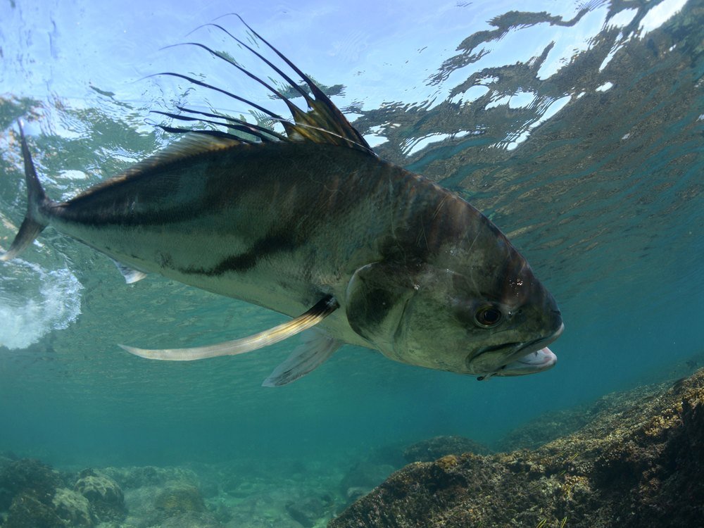 Roosterfish - Costa Rica deep sea fishing target species