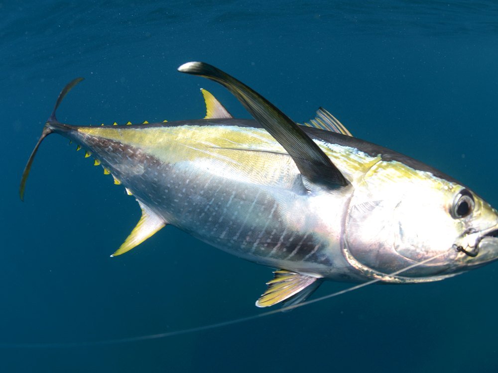 Yellowfin Tuna - Costa Rica deep sea fishing target species