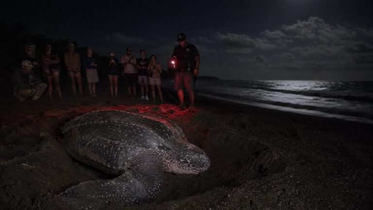 Leatherback sea turtle nesting at night under a guide's red light at Playa Grande, Las Baulas National Marine Park Costa Rica