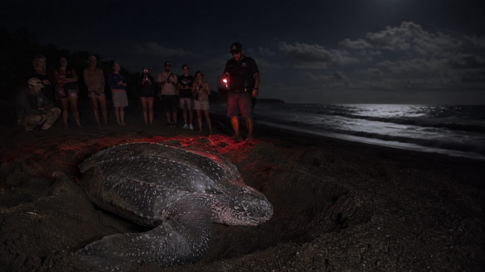 Leatherback sea turtle nesting at night under a guide's red light at Playa Grande, Las Baulas National Marine Park Costa Rica